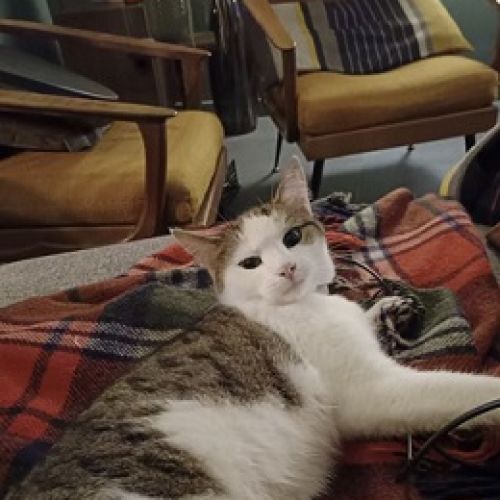 #BE2514043 - Mouriska, chat perdu à Liège - AnimalWeb Belgique #BE2514043 - Mouriska, chat perdu à Liège - AnimalWeb Belgique