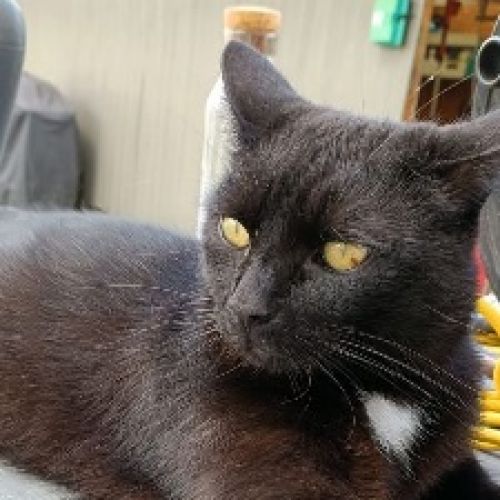 #BE2514047 - Zacka, chat perdu à Huy - AnimalWeb Belgique #BE2514047 - Zacka, chat perdu à Huy - AnimalWeb Belgique