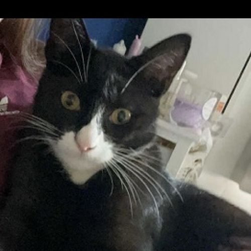 #BE2514053 - Isis, chat perdu à Jumet - AnimalWeb Belgique #BE2514053 - Isis, chat perdu à Jumet - AnimalWeb Belgique