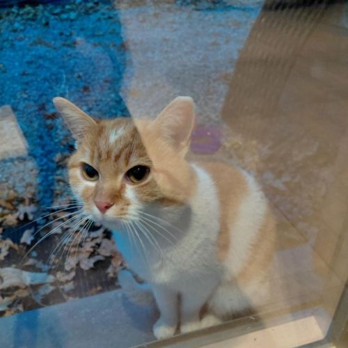 #BE2514058 - Chat trouvé à Herstal - AnimalWeb Belgique #BE2514058 - Chat trouvé à Herstal - AnimalWeb Belgique