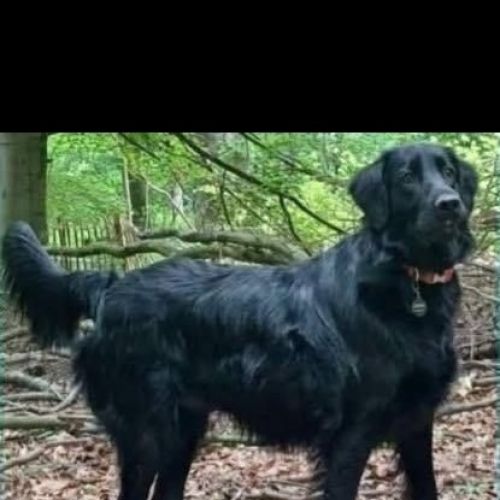 #BE2514069 - Umi, chien perdu à Jette - AnimalWeb Belgique #BE2514069 - Umi, chien perdu à Jette - AnimalWeb Belgique