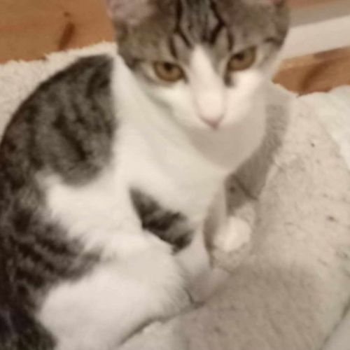 #BE2514096 - Rona, chat de gouttière à adopter – AnimalWeb Belgique #BE2514096 - Rona, chat de gouttière à adopter – AnimalWeb Belgique