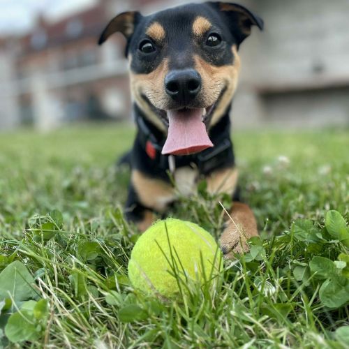 #BE2514100 - Adoptez Pancho, un chien à Wiers – AnimalWeb #BE2514100 - Adoptez Pancho, un chien à Wiers – AnimalWeb