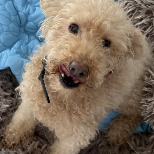 #BE2514103 - Brownie, chien à adopter à Maurage – AnimalWeb #BE2514103 - Brownie, chien à adopter à Maurage – AnimalWeb