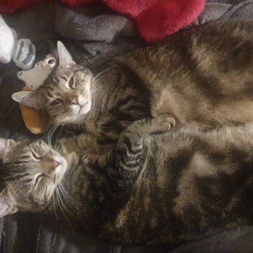 #BE2514105 - Neo, chat perdu à Tamines - AnimalWeb Belgique #BE2514105 - Neo, chat perdu à Tamines - AnimalWeb Belgique