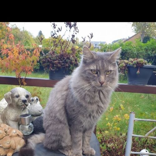 #BE2514114 - Akhenaton, chat perdu à Marche-en-Famenne - AnimalWeb Bel #BE2514114 - Akhenaton, chat perdu à Marche-en-Famenne - AnimalWeb Bel