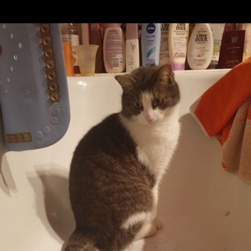 #BE2514116 - Saphir, chat perdu à Marche-en-Famenne - AnimalWeb Belgiq #BE2514116 - Saphir, chat perdu à Marche-en-Famenne - AnimalWeb Belgiq