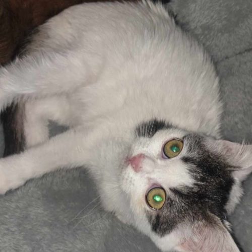 #BE2514117 - Yuki, chat de gouttière à adopter – AnimalWeb Belgique #BE2514117 - Yuki, chat de gouttière à adopter – AnimalWeb Belgique