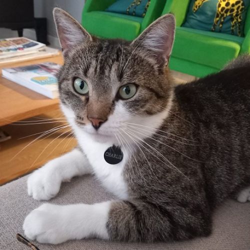 #BE2514123 - Charlie, chat perdu à Vedrin - AnimalWeb Belgique #BE2514123 - Charlie, chat perdu à Vedrin - AnimalWeb Belgique