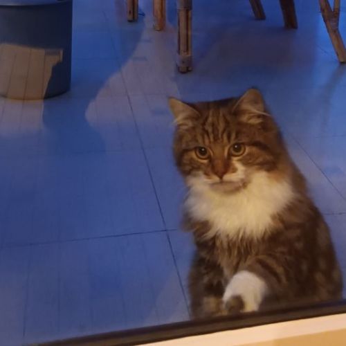 #BE2514141 - Chat trouvé à Tamines - AnimalWeb Belgique #BE2514141 - Chat trouvé à Tamines - AnimalWeb Belgique