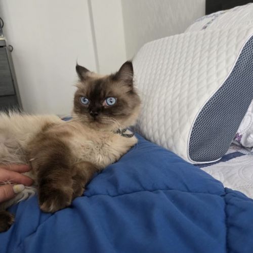 #BE2514148 - Fopi, chat perdu à Molenbeek-Saint-Jean - AnimalWeb Belgi #BE2514148 - Fopi, chat perdu à Molenbeek-Saint-Jean - AnimalWeb Belgi