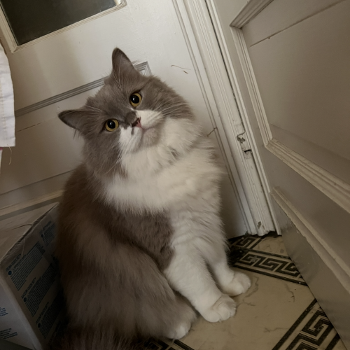 #BE2514149 - Shero, chat perdu à La Louvière - AnimalWeb Belgique #BE2514149 - Shero, chat perdu à La Louvière - AnimalWeb Belgique