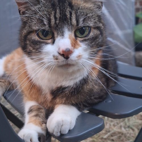 #BE2514156 - Chat perdu #BE2514156 - Chat perdu