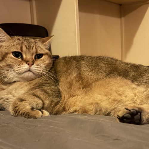 #BE2514157 - Bébé, chat perdu à Saint-Gilles - AnimalWeb Belgique #BE2514157 - Bébé, chat perdu à Saint-Gilles - AnimalWeb Belgique