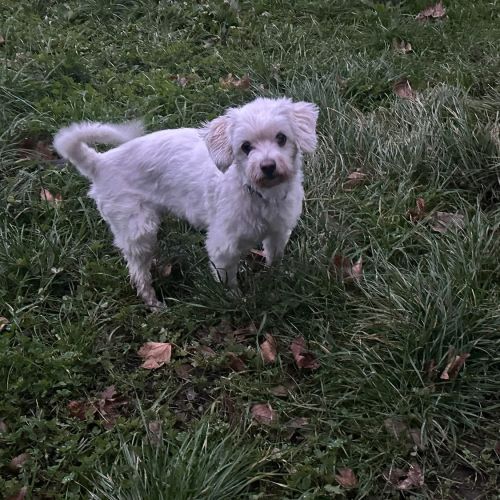 #BE2514158 - Chien perdu à Liège - AnimalWeb Belgique #BE2514158 - Chien perdu à Liège - AnimalWeb Belgique