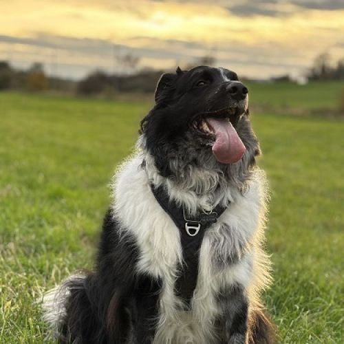 #BE2514165 - Penny, chien perdu à Sambreville - AnimalWeb Belgique #BE2514165 - Penny, chien perdu à Sambreville - AnimalWeb Belgique