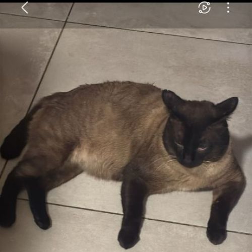 #BE2514179 - Bouboule, chat perdu à Jumet - AnimalWeb Belgique #BE2514179 - Bouboule, chat perdu à Jumet - AnimalWeb Belgique