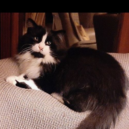 #BE2514185 - Valentin, chat perdu à Beauvechain - AnimalWeb Belgique #BE2514185 - Valentin, chat perdu à Beauvechain - AnimalWeb Belgique