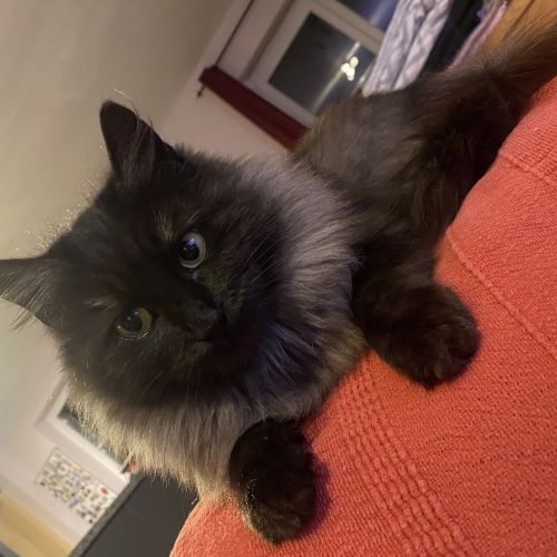 #BE2614190 - Maizy, chat perdu à Gérouville - AnimalWeb Belgique #BE2614190 - Maizy, chat perdu à Gérouville - AnimalWeb Belgique