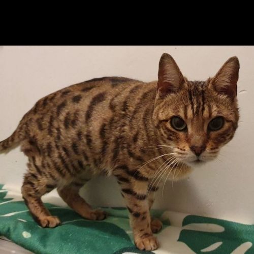 #BE2614194 - Chat trouvé à Mons - AnimalWeb Belgique #BE2614194 - Chat trouvé à Mons - AnimalWeb Belgique