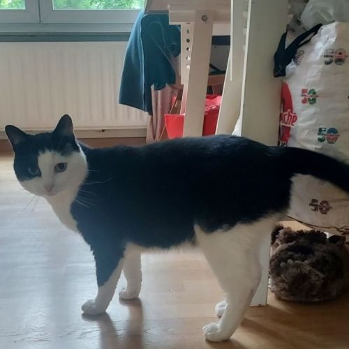 #BE2614224 - Touc Touc, chat perdu à Forest - AnimalWeb Belgique #BE2614224 - Touc Touc, chat perdu à Forest - AnimalWeb Belgique