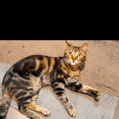 #BE2614225 - Mickey, chat perdu à Fléron - AnimalWeb Belgique #BE2614225 - Mickey, chat perdu à Fléron - AnimalWeb Belgique