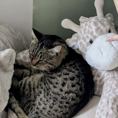 #BE2614226 - Bulma, chat perdu à Rekkem - AnimalWeb Belgique #BE2614226 - Bulma, chat perdu à Rekkem - AnimalWeb Belgique