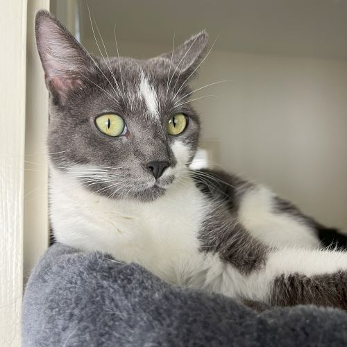 #BE2614228 - Gaïa, chat perdu à Namur - AnimalWeb Belgique #BE2614228 - Gaïa, chat perdu à Namur - AnimalWeb Belgique