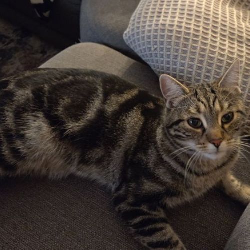 #BE2614248 - Shiki, chat perdu à Evere - AnimalWeb Belgique #BE2614248 - Shiki, chat perdu à Evere - AnimalWeb Belgique