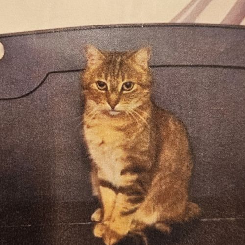 #BE2614255 - Papuch, chat perdu à Yvoir - AnimalWeb Belgique #BE2614255 - Papuch, chat perdu à Yvoir - AnimalWeb Belgique