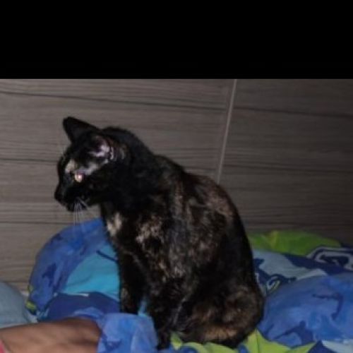 #BE2614268 - Poupousse, chat perdu à Haine-Saint-Paul - AnimalWeb Belg #BE2614268 - Poupousse, chat perdu à Haine-Saint-Paul - AnimalWeb Belg