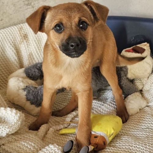 #BE2614272 - Amira, chien croisé à adopter – AnimalWeb #BE2614272 - Amira, chien croisé à adopter – AnimalWeb