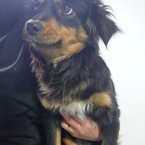 #BE2614273 - Kira, chien croisé à adopter – AnimalWeb #BE2614273 - Kira, chien croisé à adopter – AnimalWeb