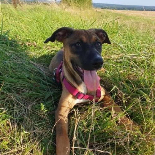 #BE2514275 - Apolina, chien perdu à Ochain - AnimalWeb Belgique #BE2514275 - Apolina, chien perdu à Ochain - AnimalWeb Belgique