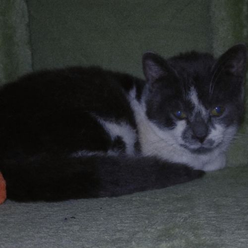 #BE2614289 - Mido, chat à adopter à Maurage - AnimalWeb #BE2614289 - Mido, chat à adopter à Maurage - AnimalWeb