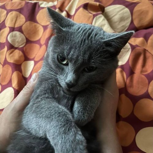 #BE2614291 - Arya et Romy, chats à adopter à Leuze-en-Hainaut - Animal #BE2614291 - Arya et Romy, chats à adopter à Leuze-en-Hainaut - Animal