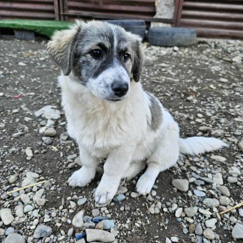 #BE2614303 - Maria, chien croisé à adopter – AnimalWeb #BE2614303 - Maria, chien croisé à adopter – AnimalWeb
