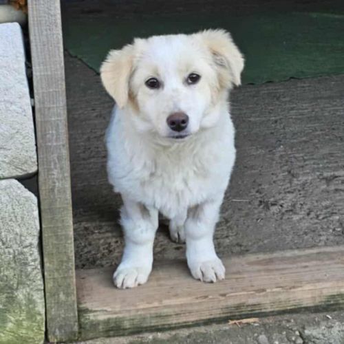 #BE2614304 - Anna, chien croisé à adopter – AnimalWeb #BE2614304 - Anna, chien croisé à adopter – AnimalWeb