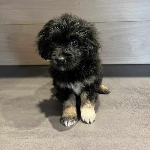 #BE2614315 - De, chien croisé à adopter – AnimalWeb #BE2614315 - De, chien croisé à adopter – AnimalWeb