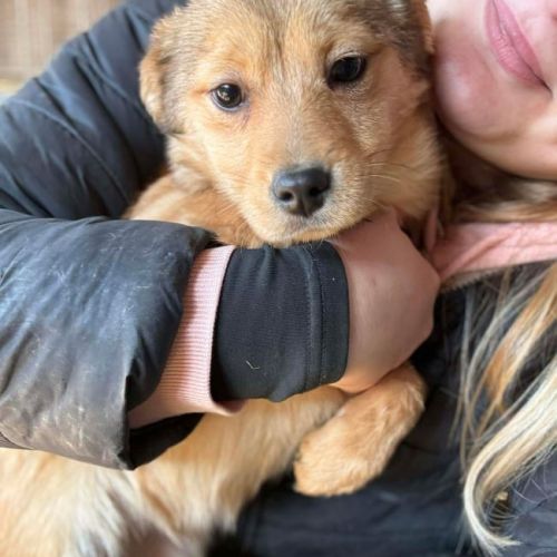 #BE2614319 - Alana, chien croisé à adopter – AnimalWeb Belgique #BE2614319 - Alana, chien croisé à adopter – AnimalWeb Belgique