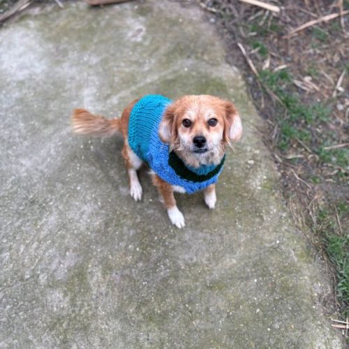 #BE2614320 - Ursula, chien croisé à adopter – AnimalWeb Belgique #BE2614320 - Ursula, chien croisé à adopter – AnimalWeb Belgique