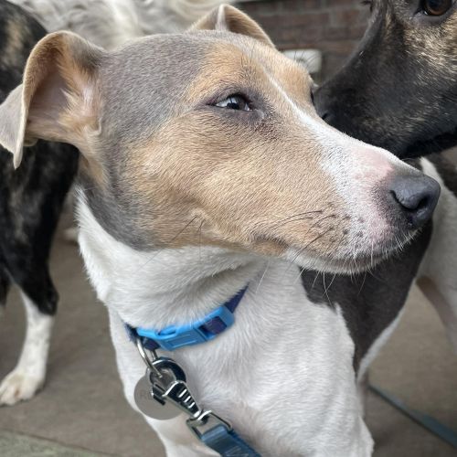 #BE2614321 - Rocky, chien à adopter à Moustier-sur-Sambre – AnimalWeb #BE2614321 - Rocky, chien à adopter à Moustier-sur-Sambre – AnimalWeb