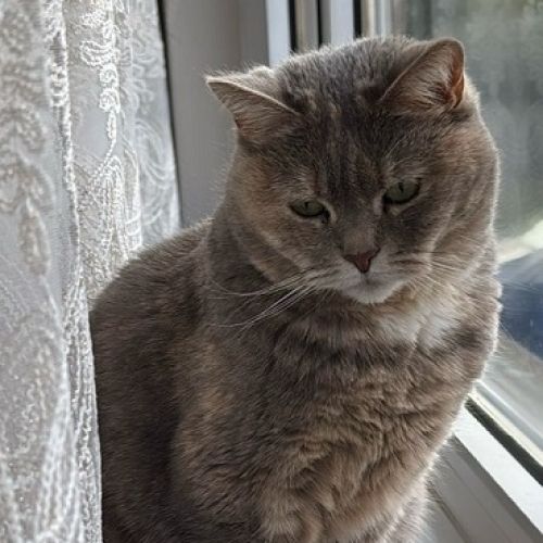 #BE2614322 - Akira, chat perdu à Liège - AnimalWeb Belgique #BE2614322 - Akira, chat perdu à Liège - AnimalWeb Belgique