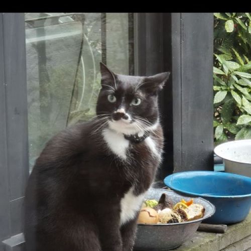 #BE2614323 - Chat trouvé à Ixelles - AnimalWeb Belgique #BE2614323 - Chat trouvé à Ixelles - AnimalWeb Belgique