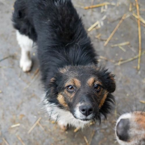 #BE2614327 - Hilda, chien croisé à adopter – AnimalWeb Belgique #BE2614327 - Hilda, chien croisé à adopter – AnimalWeb Belgique