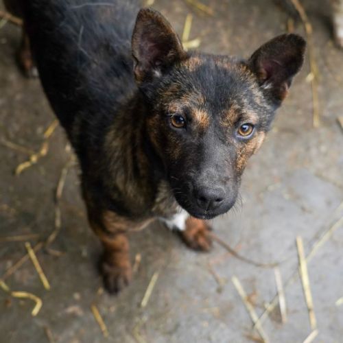 #BE2614328 - Thora, chien croisé à adopter – AnimalWeb Belgique #BE2614328 - Thora, chien croisé à adopter – AnimalWeb Belgique