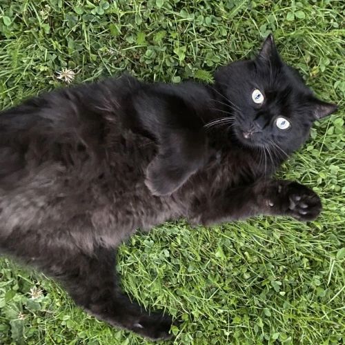 #BE2614331 - Sirius, chat perdu à Bouge - AnimalWeb Belgique #BE2614331 - Sirius, chat perdu à Bouge - AnimalWeb Belgique