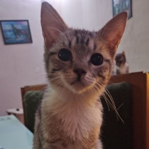 #BE2614232 - Tchoupi, chat perdu à Marchienne-au-Pont - AnimalWeb Belg #BE2614232 - Tchoupi, chat perdu à Marchienne-au-Pont - AnimalWeb Belg