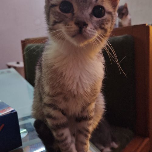 Tchoupi a disparu Tchoupi a disparu