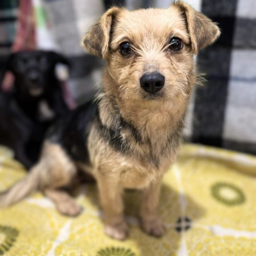 #BE2614335 - Emma, chien croisé à adopter – AnimalWeb #BE2614335 - Emma, chien croisé à adopter – AnimalWeb